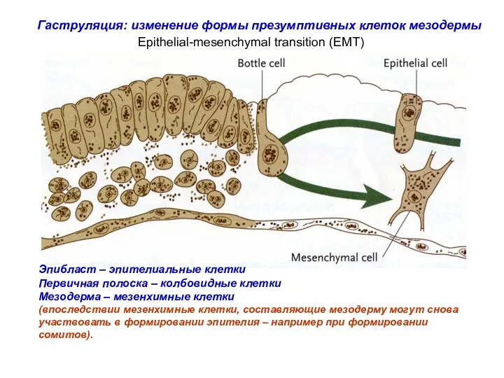 Epithelial-mesenchymal transition (EMT)