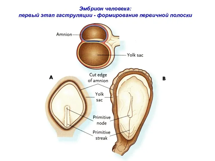 Эмбрион человека: первый этап гаструляции - формирование первичной полоски