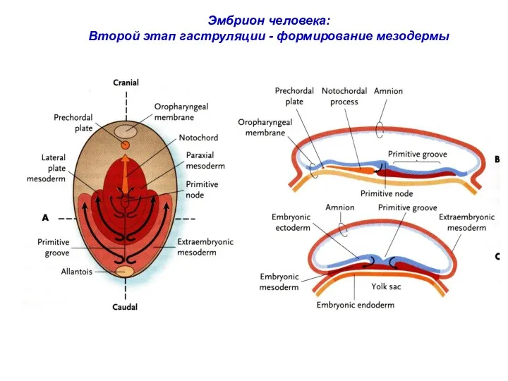 Эмбрион человека: Второй этап гаструляции - формирование мезодермы