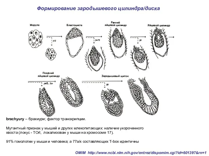 brachyury – брахиури; фактор транскрипции. Mутантный признак у мышей и