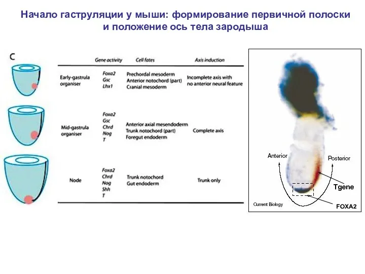 Начало гаструляции у мыши: формирование первичной полоски и положение ось тела зародыша