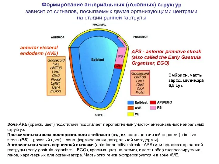 Зона AVE (оранж. цвет) подстилает подстилает перспективный участок антериальных нейральных