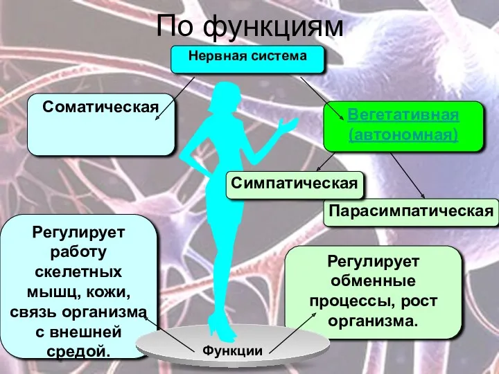 По функциям Регулирует работу скелетных мышц, кожи, связь организма с