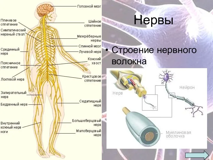 Нервы Строение нервного волокна