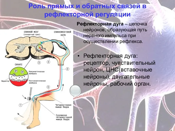 Роль прямых и обратных связей в рефлекторной регуляции Рефлекторная дуга