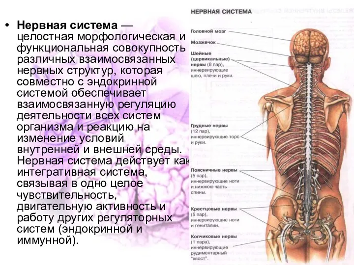 Нервная система — целостная морфологическая и функциональная совокупность различных взаимосвязанных