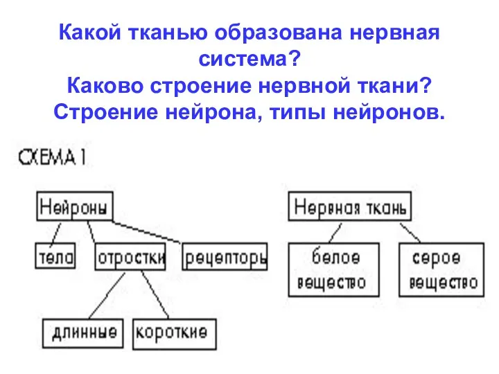 Какой тканью образована нервная система? Каково строение нервной ткани? Строение нейрона, типы нейронов.