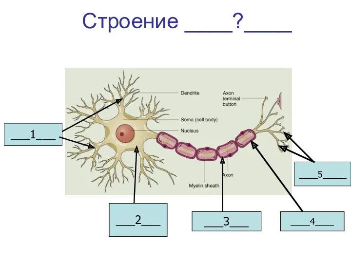 Строение ____?____ ___1___ ___2___ ___3___ ____4____ ____5_____