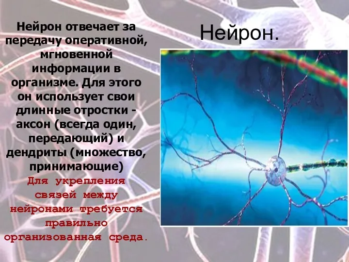 Нейрон.