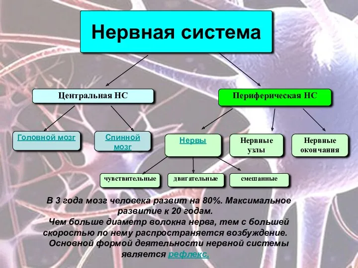 Нервная система Центральная НС Периферическая НС Головной мозг Спинной мозг