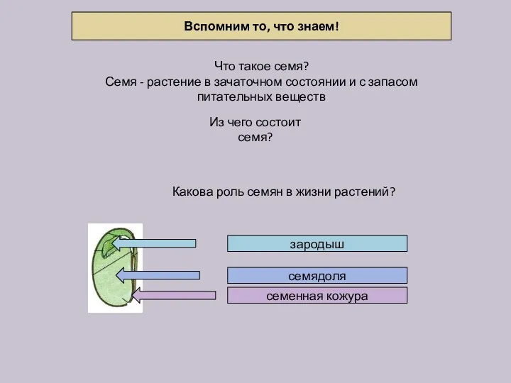 Вспомним то, что знаем! зародыш семядоля семенная кожура Что такое