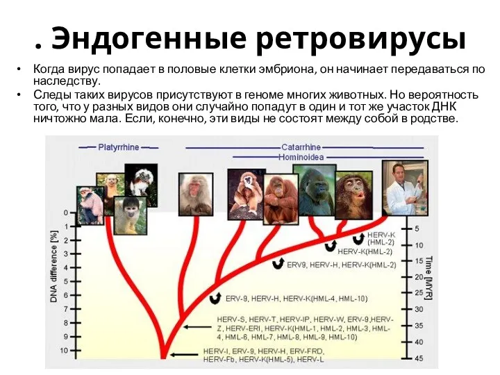 . Эндогенные ретровирусы Когда вирус попадает в половые клетки эмбриона,