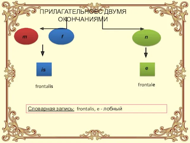 ПРИЛАГАТЕЛЬНОЕС ДВУМЯ ОКОНЧАНИЯМИ m f n is e frontalis frontale Словарная запись: frontalis, e - лобный