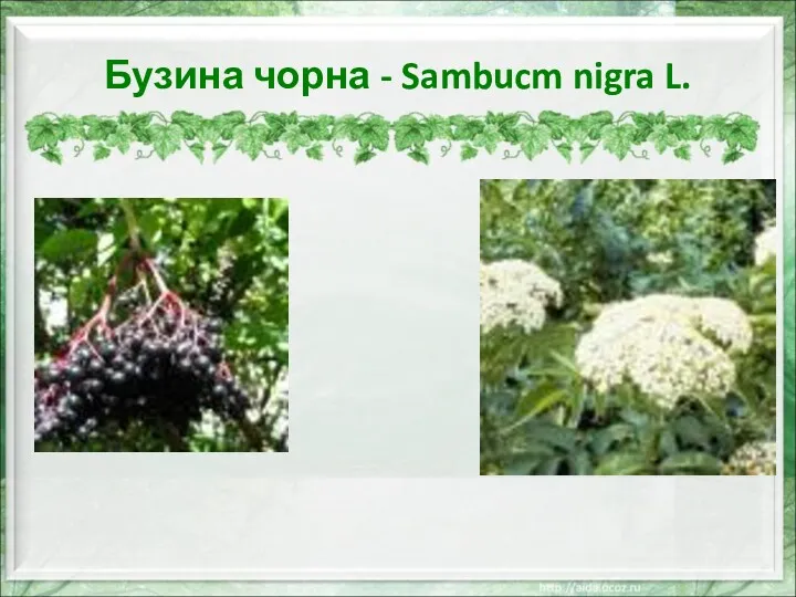 Бузина чорна - Sambucm nigra L.