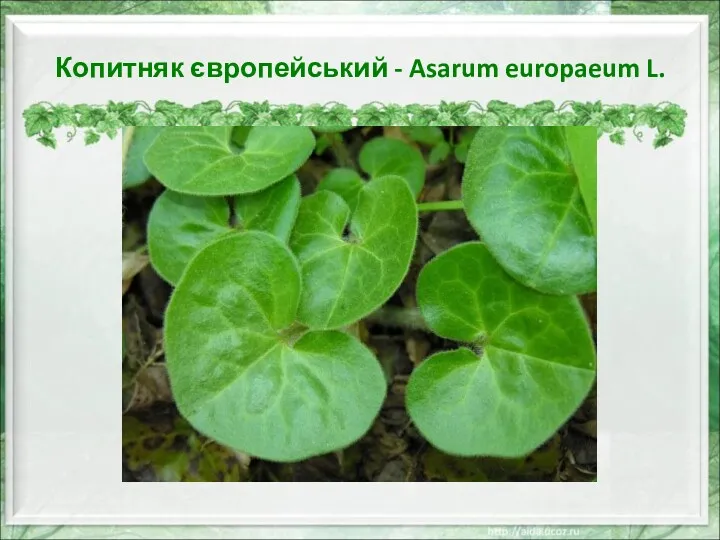 Копитняк європейський - Asarum europaeum L.