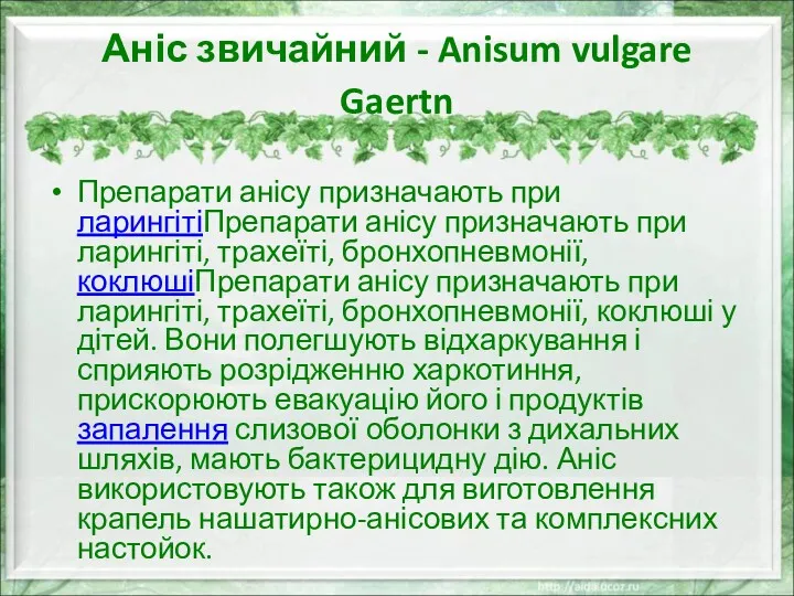 Аніс звичайний - Anisum vulgare Gaertn Препарати анісу призначають при