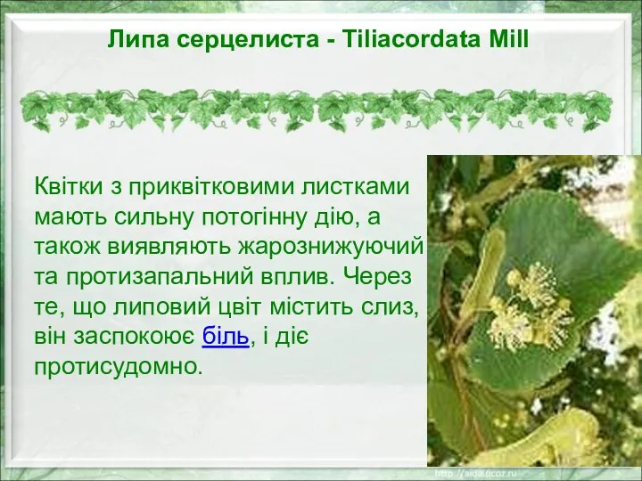 Липа серцелиста - Tiliacordata Mill Квітки з приквітковими листками мають
