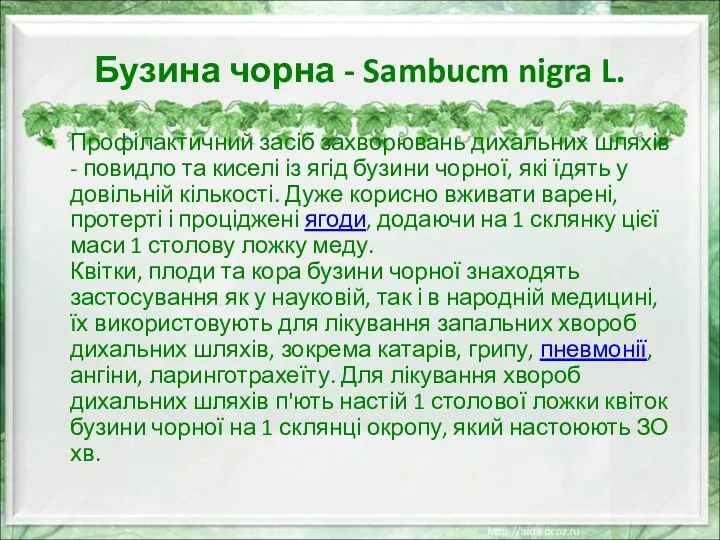 Бузина чорна - Sambucm nigra L. Профілактичний засіб захворювань дихальних