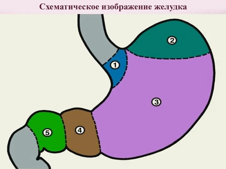 Схематическое изображение желудка