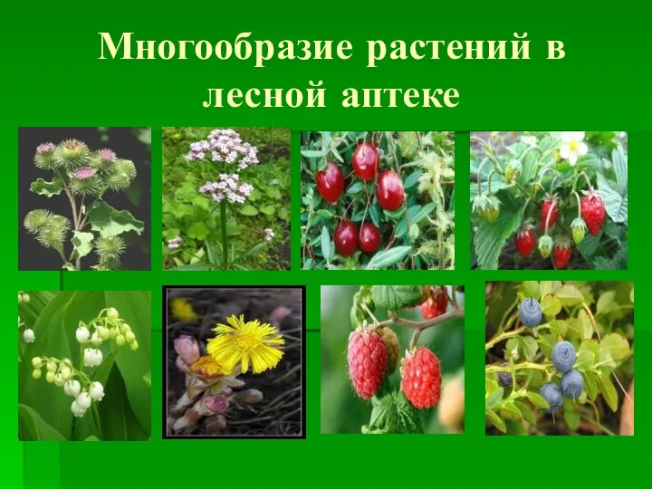 Многообразие растений в лесной аптеке