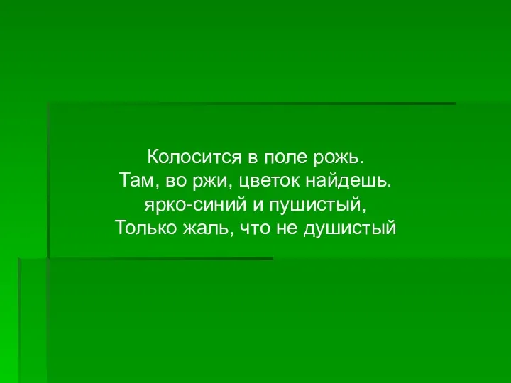 Колосится в поле рожь. Там, во ржи, цветок найдешь. ярко-синий