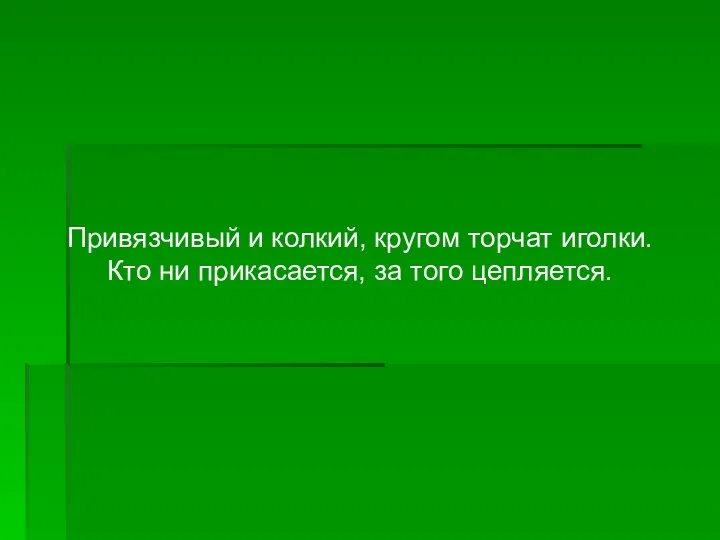 Привязчивый и колкий, кругом торчат иголки. Кто ни прикасается, за того цепляется.