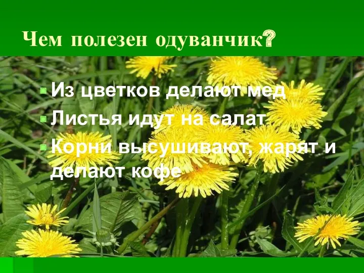 Чем полезен одуванчик? Из цветков делают мед Листья идут на