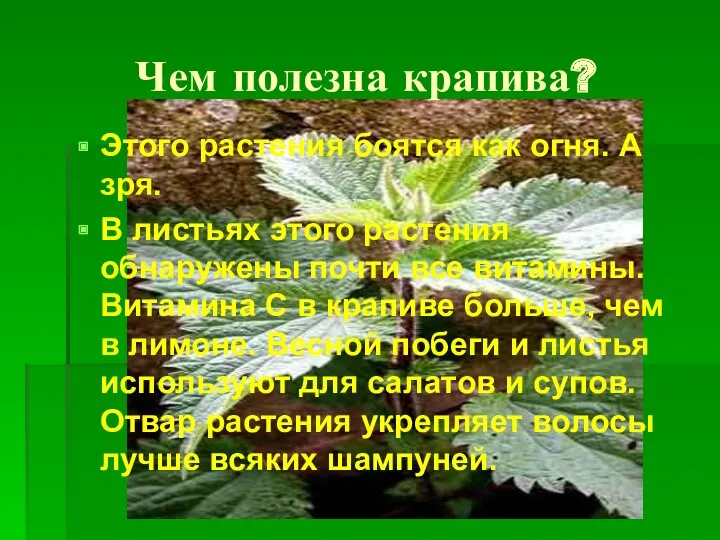 Чем полезна крапива? Этого растения боятся как огня. А зря.