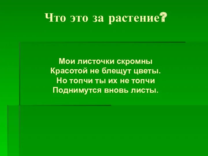 Что это за растение? Мои листочки скромны Красотой не блещут