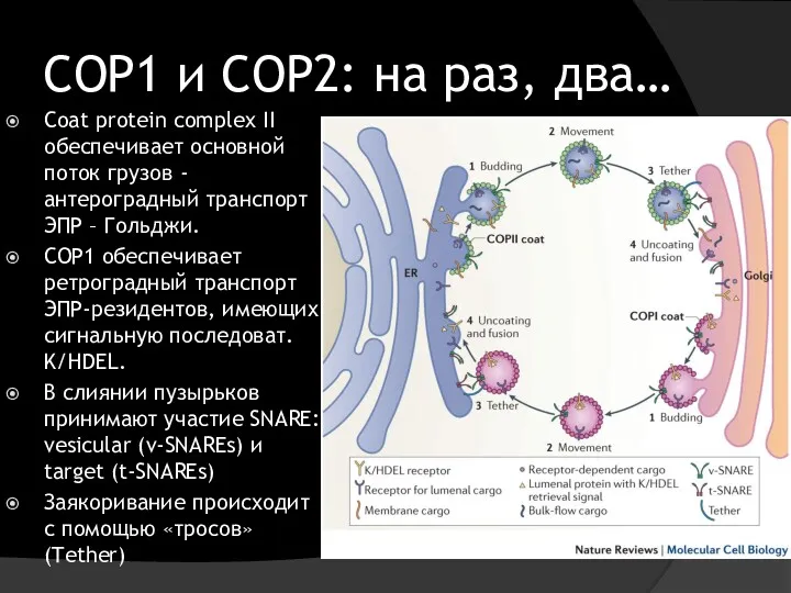 COP1 и COP2: на раз, два… Сoat protein complex II