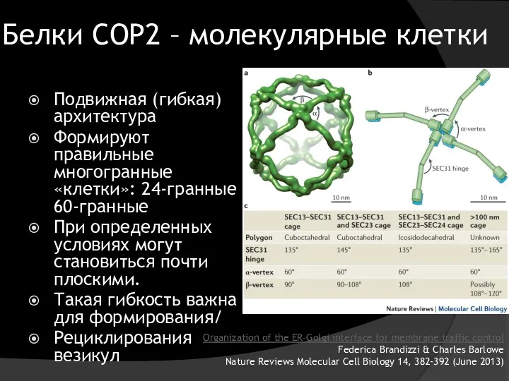 Белки COP2 – молекулярные клетки Подвижная (гибкая) архитектура Формируют правильные