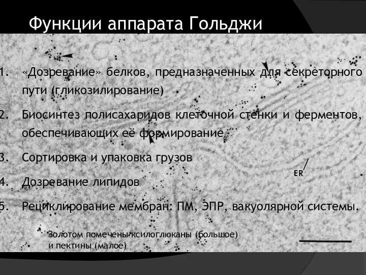 «Дозревание» белков, предназначенных для секреторного пути (гликозилирование) Биосинтез полисахаридов клеточной