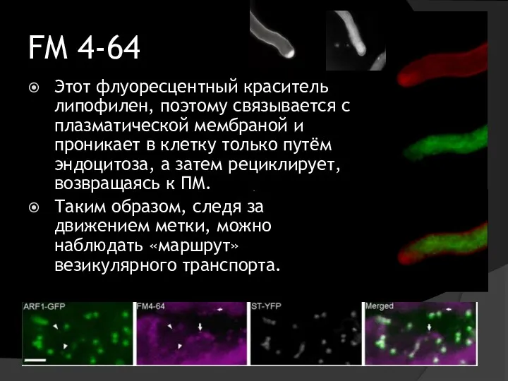 FM 4-64 Этот флуоресцентный краситель липофилен, поэтому связывается с плазматической