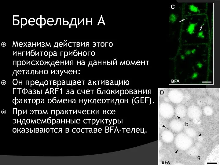 Брефельдин А Механизм действия этого ингибитора грибного происхождения на данный