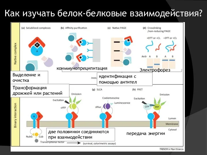 Как изучать белок-белковые взаимодействия? Выделение и очистка коиммунопреципитация идентификация с