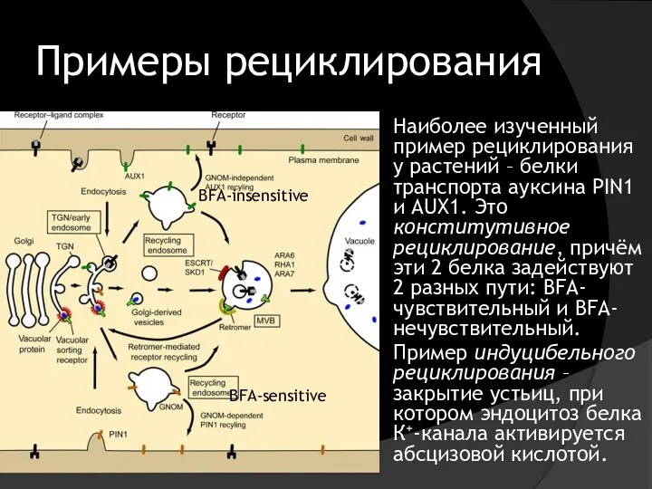 Примеры рециклирования Наиболее изученный пример рециклирования у растений – белки