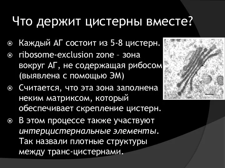 Что держит цистерны вместе? Каждый АГ состоит из 5-8 цистерн.