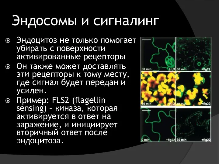 Эндосомы и сигналинг Эндоцитоз не только помогает убирать с поверхности