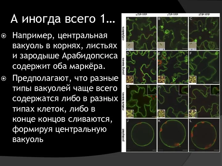 А иногда всего 1… Например, центральная вакуоль в корнях, листьях