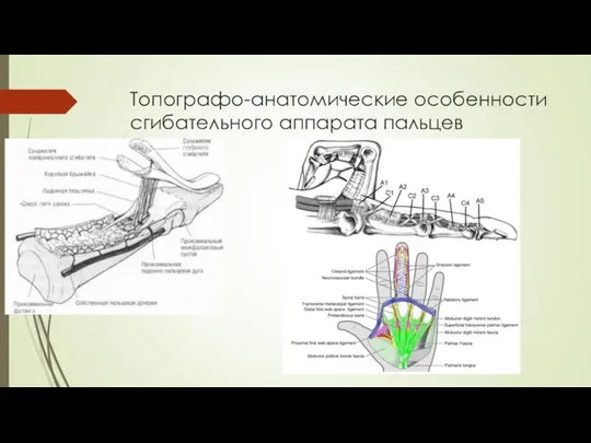 Топографо-анатомические особенности сгибательного аппарата пальцев