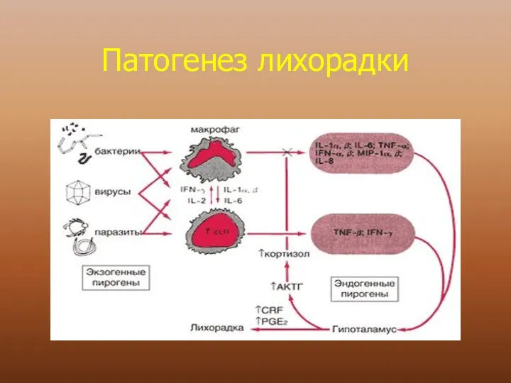 Патогенез лихорадки