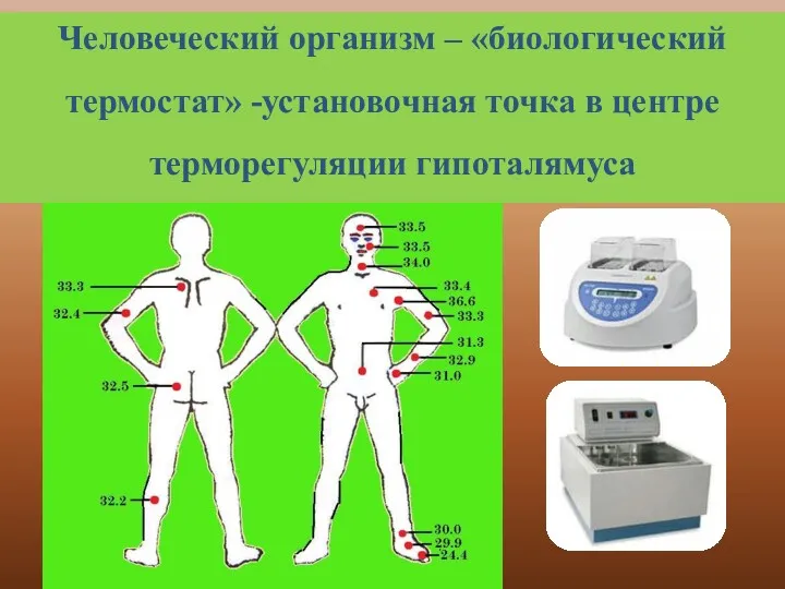 Человеческий организм – «биологический термостат» -установочная точка в центре терморегуляции гипоталямуса