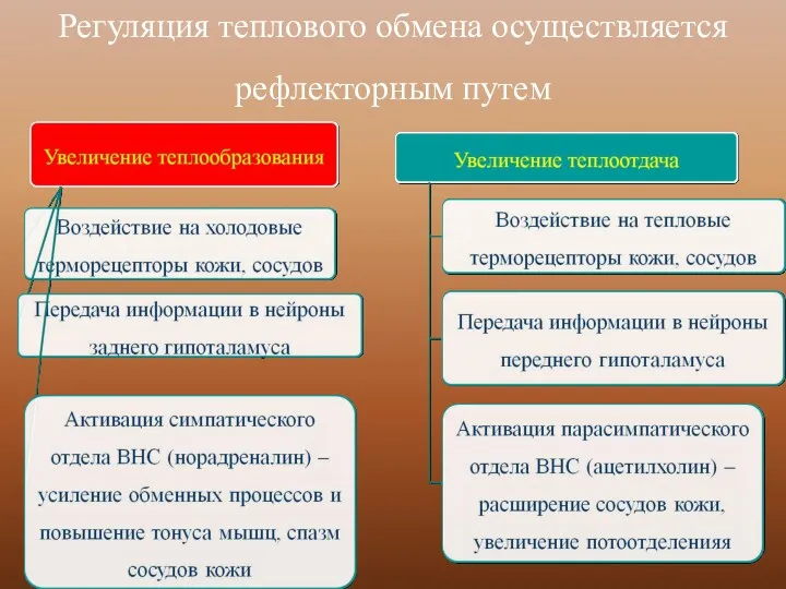 Регуляция теплового обмена осуществляется рефлекторным путем