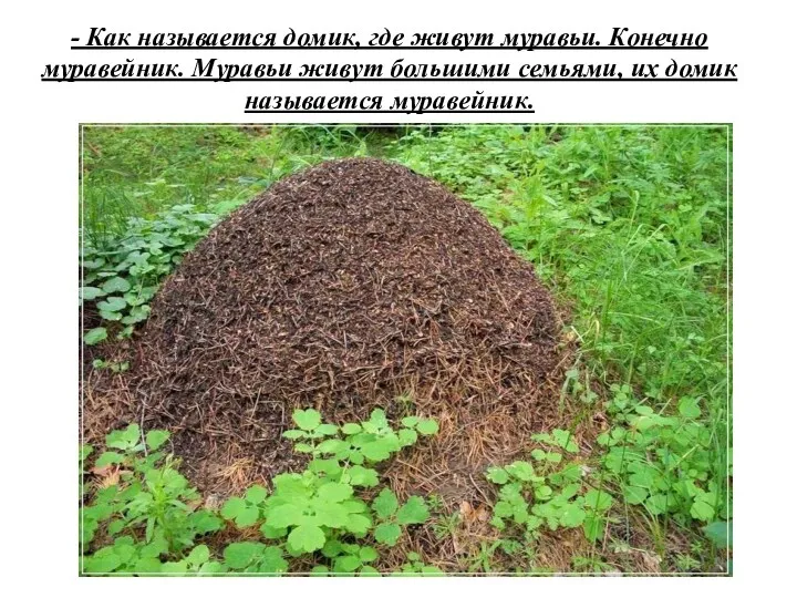 - Как называется домик, где живут муравьи. Конечно муравейник. Муравьи живут большими семьями,
