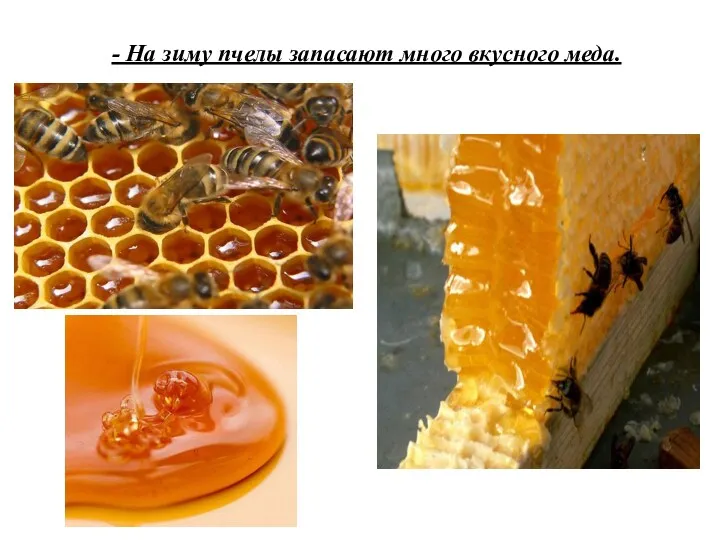 - На зиму пчелы запасают много вкусного меда.