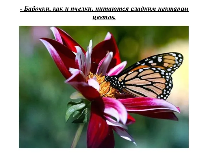 - Бабочки, как и пчелки, питаются сладким нектаром цветов.