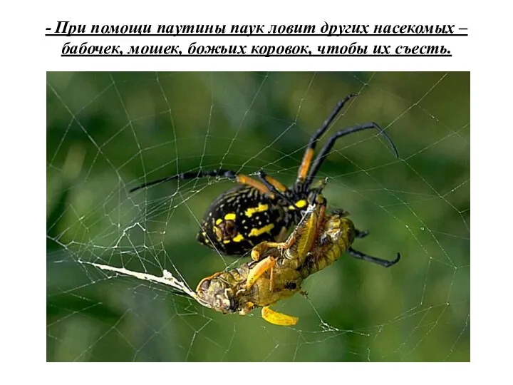 - При помощи паутины паук ловит других насекомых – бабочек, мошек, божьих коровок, чтобы их съесть.