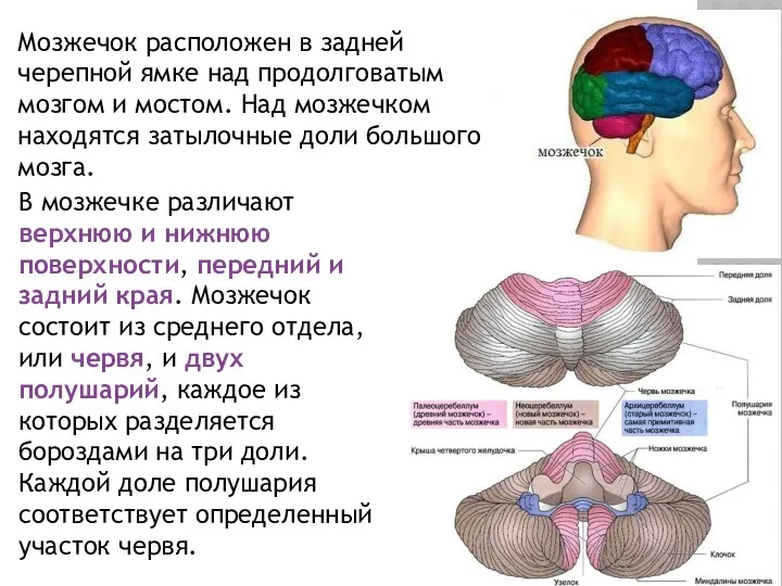 Мозжечок расположен в задней черепной ямке над продолговатым мозгом и