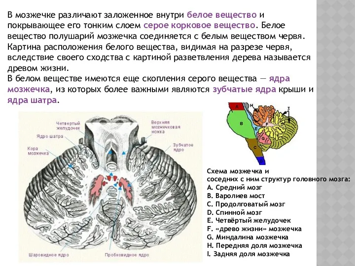 В мозжечке различают заложенное внутри белое вещество и покрывающее его