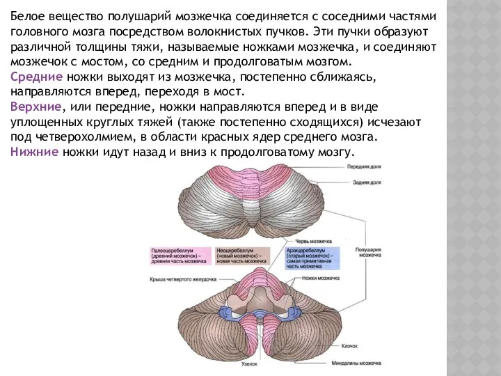 Белое вещество полушарий мозжечка соединяется с соседними частями головного мозга